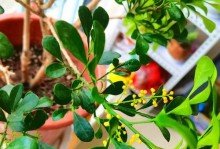 米兰花期的养护指南（打造美丽持久的花期，）