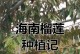 榴莲花期的奥秘（揭开榴莲开花的时节和过程）