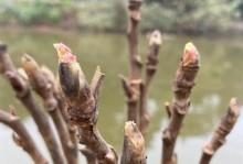 芍药修理指南（轻松学习如何修理芍药，让它绽放美丽）