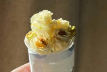 干花保存技巧，延长寿命的小窍门（保鲜妙招，让干花更持久）