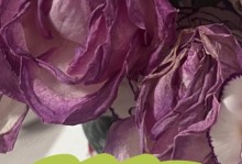 玫瑰花发霉了怎么处理？（有效应对玫瑰花发霉的方法与技巧）