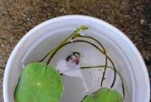 探索碗莲生根的秘密（以碗莲为例，探讨植物生根的关键因素）
