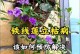 铁线莲病虫防治大全（铁线莲病虫害预防与防治技巧，助您打造健康美丽的花园）
