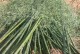 如何种植毛竹种子——打造自己的竹林（种植、养护、管理，一步步教你培育成功）