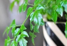 如何科学浇水，让富贵竹健康成长（每周一次，保持土壤湿润；富贵竹的生长需求）