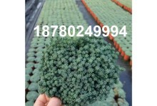 薄雪万年草的养殖秘诀（打造美丽花坛，关键在这里！）