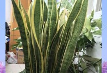虎皮兰的摆放方法（打造理想的室内绿化空间）
