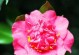 茶花的花语及代表意义（揭秘茶花背后的花语与文化底蕴）