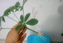 鹅掌柴扦插繁殖的技巧（成功种植鹅掌柴的关键在这里）