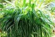 以吸毒草怎么种植（种植吸毒草的步骤与技巧）