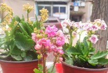 长寿花病虫害的防治技术与措施（提高长寿花种植抗病虫害能力的方法）