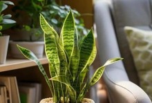 冬季浇水要注意的问题（以耐旱植物为例，如何科学浇水）