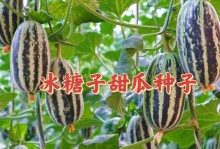 甜瓜种植全攻略（时间、方法、注意事项，让你轻松打造丰收甜瓜园）