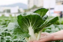 矮脚白菜的最佳播种时间（为您详解矮脚白菜的种植技巧）