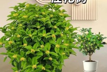 打造繁花似锦的桂花树——养护要点大揭秘（如何科学养护桂花树，让其健康茁壮？）