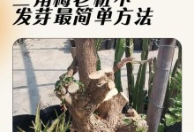 如何正确地使用短日照方法养护三角梅？