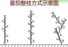 番茄摘心的时间、方法及步骤图解（掌握摘心技巧，助力收获更丰盛）