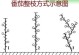 番茄摘心的时间、方法及步骤图解（掌握摘心技巧，助力收获更丰盛）