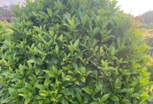 以非洲茉莉为主题的摆放技巧与注意事项（打造绿意盎然的非洲茉莉花园，享受美好的芳香体验）