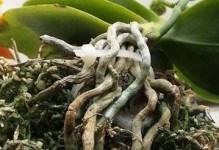 如何处理蝴蝶兰根部的黑斑问题（有效解决蝴蝶兰根部长黑斑的方法）