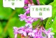 红丁香水草的养殖方法和养护要点（让您轻松打造一片香气缭绕的美丽花园）