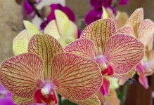 养兰花需知，延长鲜花盛放时间的秘诀（掌握关键技巧，让兰花绽放更久）