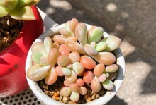 探索养肉多肉的秘诀（打造健康多肉美肌，秘密全揭密！）