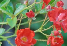 刺梅种植技术——打造美丽花园的秘籍（从选种到护理，教你一步步种植刺梅）