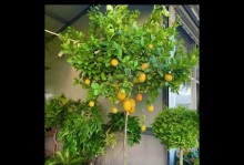 盆栽柠檬树养植方法（打造阳台上的柠檬乐园｜柠檬树的日常护理与管理）