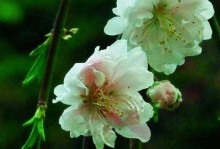 缤纷如梦，探寻桃花之色（细数桃花盛开的万般色彩，挚爱其中的色彩世界）