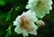缤纷如梦，探寻桃花之色（细数桃花盛开的万般色彩，挚爱其中的色彩世界）