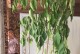 菜豆树枯萎了怎么办？（解决菜豆树枯萎的方法和预防措施）