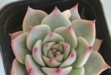 多肉吉娃娃的生长技巧（打造美丽多肉吉娃娃的秘诀）