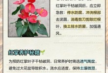 红掌烂根的原因及矫治方法（揭秘红掌烂根的形成机制，教你如何防止和治疗）