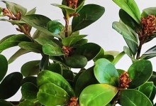 榕树叶子灰化问题的探究与解决（以榕树叶子灰化问题为例，深入探讨原因与解决方法）