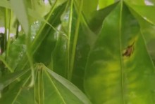 冬天如何正确养护发财树，让它健康茁壮（发财树冬天养护要点及注意事项）