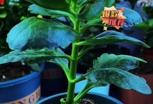 长寿花花期过怎么繁殖（掌握关键技巧让长寿花延续生命）