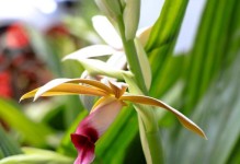 兰花发芽长叶全过程（揭秘兰花生长的奥秘，助力你养好兰花）