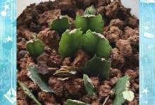 如何判断蟹爪兰扦插是否活了？（掌握关键指标，轻松判断蟹爪兰扦插的存活状态）