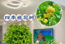 桂花树的开花时间和特点（四季皆有花，如何认识和欣赏桂花的美丽？）