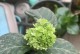 如何应对指甲花白粉病（治疗方法和预防措施全解析）