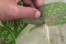 竹芋叶片打卷的原因与解决方法（保护竹芋健康成长，有效应对叶片打卷问题）
