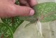 竹芋叶片打卷的原因与解决方法（保护竹芋健康成长，有效应对叶片打卷问题）
