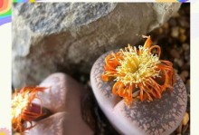 如何正确浇水给生石花（科学浇水方法让生石花茁壮成长）