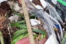 树木枯萎的原因及处理方法（保护环境、拯救树木，我们能做些什么？）