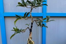 北方桂花盆栽养护全攻略（打造北方家庭的桂花盆景）
