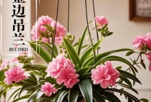 吊兰盆栽的合适尺寸及注意事项（如何选择适合吊兰生长的盆栽尺寸）