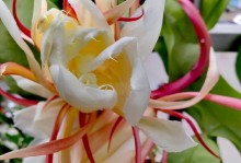 昙花叶子皱了怎么回事？（昙花叶子皱的原因及处理方法）