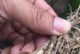白虫侵害植物根部的治疗方法（保护植物健康生长的关键措施）