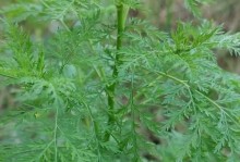 青蒿——中药中的“巨星”（青蒿属于什么科植物？药用价值有哪些？）